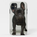 Search for bulldog photography Black colour