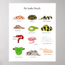 Search for boa posters Cute