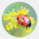 Search for red and green ladybug stickers Nature