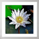Search for lotus flower posters Meditation