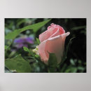 Search for bud posters Petals