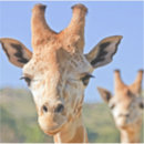 Search for giraffe face stickers Nature