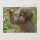 Search for monkey baby postcards Cute