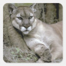 Search for pumas stickers Endangered