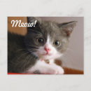 Search for meow postcards Cat