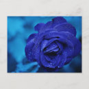 Search for rose blue postcards Flower