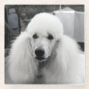 Search for poodle coasters Pet