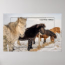 Search for icelandic horse Icelandic horses