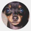 Search for min pin stickers Puppy