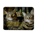 Search for unique cat magnets Cats