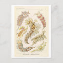 Search for mollusks postcards Vintage