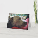 Search for staffordshire bull terrier birthday cards Staffy