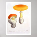 Search for j posters Botanical