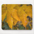 Search for maple mousepads Nature