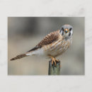 Search for kestrel postcards Bird