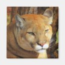 Search for panthers magnets Cat