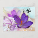 Search for purple postcards Crocus