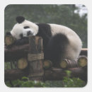 Search for giant panda stickers Bear