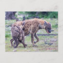 Search for african horizontal postcards Photograph