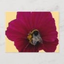 Search for pink poppy postcards Red