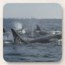 Search for killer coasters Whale