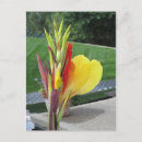 Search for canna postcards Garden