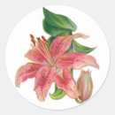 Search for pink stargazer lilies stickers Floral