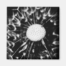 Search for dandelion magnets Taraxacum