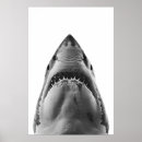 Search for shark posters Ocean