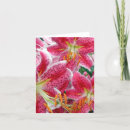 Search for stargazer cards Lilies