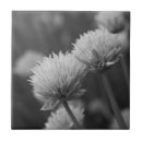 Search for chive home living Nature