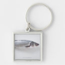 Search for sea animal key rings Photography