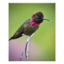 Search for birdwatching art Photography