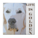 Search for english cream golden retriever Adorable