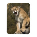 Search for captive magnets Big cat