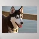 Search for huskies photography Alaskan malamute