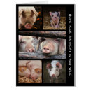 Search for hogs cards Cute