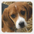 Search for cute beagle puppy stickers Beagles