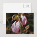 Search for wild orchid postcards Photography