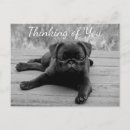 Search for pug puppies postcards Thinking of you