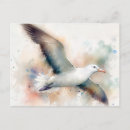 Search for albatross postcards Flying