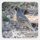Search for quails stickers Wildlife