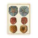 Search for dollar magnets Shell