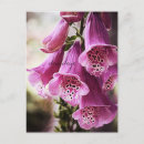 Search for belles postcards Botanical
