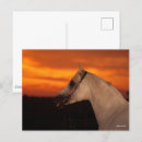 Search for bob postcards Horse