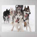 Search for sledding posters Dog sled