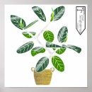 Search for ficus posters Tree