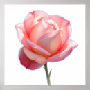 Search for stems posters Floral