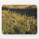 Search for sonoran electronics Cactus