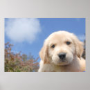 Search for cute golden retriever puppy posters Funny